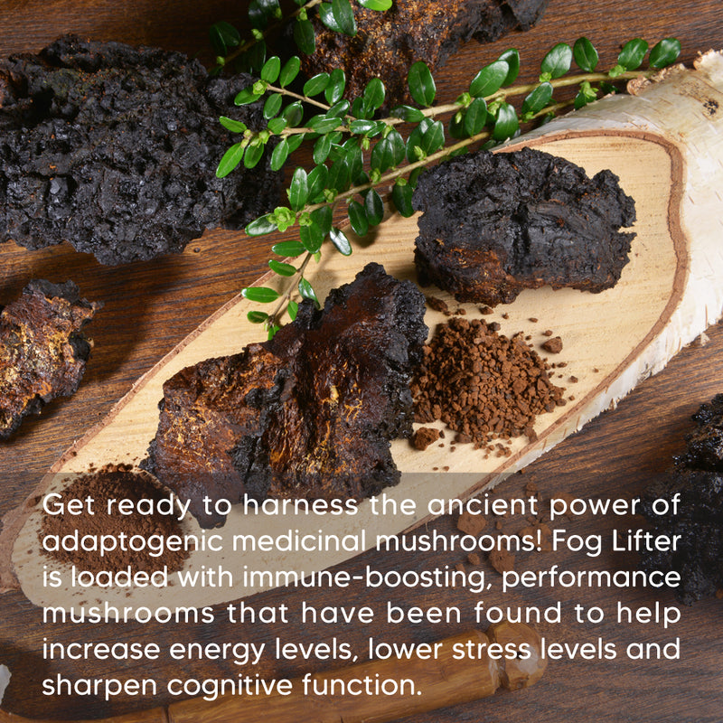 organic-chaga-mushrooms